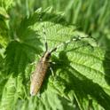 Agapanthia villosoviridescens.jpg